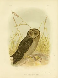 Sooty Owl, 1891
